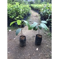 Anak Pokok Rambai Hybrid