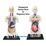 4D MASTER Transparent Human Torso, Pregnancy Torso Detachable Anatomy Model for Science MBBS Univers
