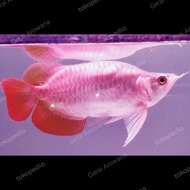 ikan arwana super red Sort Body Spesial