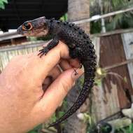 crocodile skink red eye kadal duri