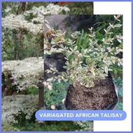 ✷ ✗ ღ Variagated African Talisay Seedlings in soft poly bag