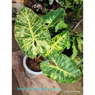 Alocasia Guinea Gold 916 Nice Varigated Gred AAA