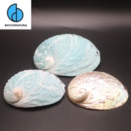 Tiger Abalone Shell - BATLOVENATURAL - Decorative snail shells in many sizes - Beautiful snail shell