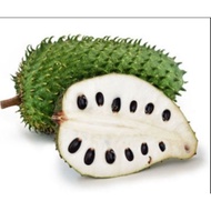 Pokok Durian Belanda