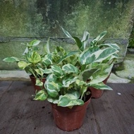 SNT / Money Plant Njoy / indoor plant/ office plant/ lucky plant