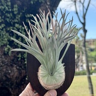 皮革製 P. veitchii Auburn River 澳銀鹿角蕨-送禮/收藏