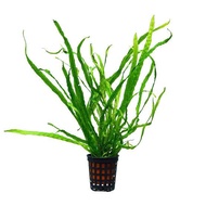 MICROSORUM NEEDLE /DAUN AKA KADAKA NEEDLE AQUASCAPE