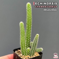 อิชินอปเลื้อย Echinopsis chamaecereus แคคตัส กระบองเพชร cactus&amp;succulent