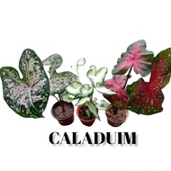 INDOOR PLANT CALADIUM LANCE WHARTON / WHITE WING / RED FLASH