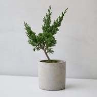 真柏 | 日曬系綠植生活 低調但超有個性