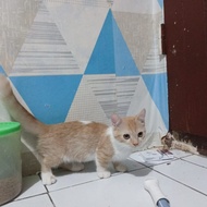 New Kucing Kitten Munchkin Cream And White Betina