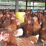 Pullet Pulet Ayam Layer Siap Bertelur Petelur ISA Brown Lohman Bandung