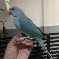 Indian ringneck Blue