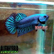 Male ONLY Bahan Alien Hybrid Wild Betta Cupang Alam Liar Blue Green