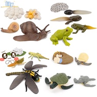 ☆LILY☆ Kids Toy Animals Growth Cycle Butterfly Ladybug Model Simulation Early Education Life Cycle Kindergarten Teaching Chicken Dragonfly Figurine