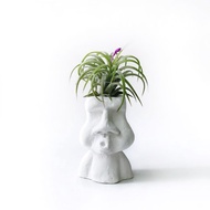 捲葉小精靈 空氣鳳梨 搭配O嘴摩艾水泥盆器