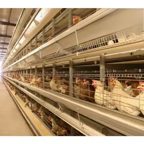 Automatic H Type Broiler Battery Cage, Sistema De Jaulas Tipo H,jaulas Para Gallinas Ponedoras,layer