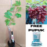 free pupuk anggur import carnival || bibit anggur carnival