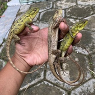 bunglon kebun ( CALOTES) murah