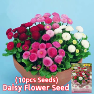 100% Original Daisy Flower Seeds for Sale (Fresh 10pcs Seeds) Biji Benih Daisy 雏菊种子 Daisy Flower Plant Seeds Bonsai Seeds for Planting Flowers Potted Daisy Live Plant Air Plant Indoor Plants Bunga Hiasan Rumah Hidup Pokok Bunga Hiasan Benih Bunga Keladi