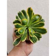 Euphorbia poissonii variegated young plant(pic160921)
