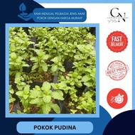 Cemara Nursery || Pokok Pudina@mint