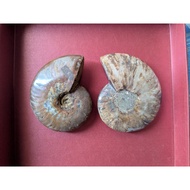 Ammonite Ammolite斑彩螺crystal