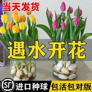 Hydroponic Tulip Large Planting Ball Narcissus Flower Seed Flower Potted Green Plant Indoor Flower H