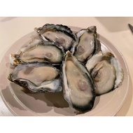 Harima Oyster 6pcs x 2 Packs | Premium Fresh Oyster | Japanese Oyster | Seafood