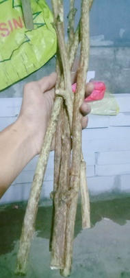 5 batang Stek Sancang || Bahan Bonsai sancang