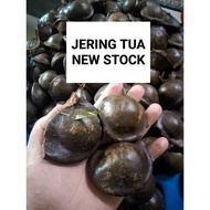 JERING MUDA FRESH RANGUP DARI KEBUN / JERING TUA / JERING SEMAI / JERING RELONG / JENGKOL