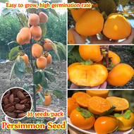 Ready Stock Dwarf Hybrid Sweet Persimmon Seeds for Planting (35 Seeds Per Pack) Benih Pokok Buah Bonsai Seeds Advanced Fruit Seed Gardening Fruit Plants Natural Growth Persimmon Potted Live Plants for Sale Home Garden DIY Decor Flower Seeds Vegetable