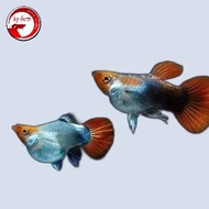 guppy tuxedo koi short body Top Grade, ikan guppy tuxedo koi short body