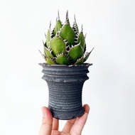 精品｜閃電刺霍利達｜Agave horrida ｜———｜塊根植物｜象牙宮｜龜甲龍｜曲刺妖炎｜橄欖｜象足漆樹｜多肉植物｜龍舌蘭｜嚴龍｜