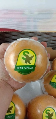 buah pear singo Korea SK 1 pcs