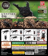 GASHAPON 鍬形蟲 甲蟲扭蛋 環保扭蛋 昆蟲 圖鑑超擬真 06