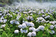 台北旅遊｜38女王節｜竹子湖繡球花農莊.陽明山夢幻秘境小隱潭瀑布.美軍宿舍群復古餐廳1日｜桃竹出發