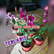 Tanaman hias anggrek Dendro bunga anggrek anggrek dendrobium