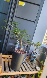 原生 列加氏漆樹 塊根植物