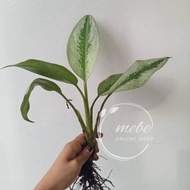 【hot sale】 (1) Aglaonema Varieties Uprooted Live Plants (LUZON ONLY)