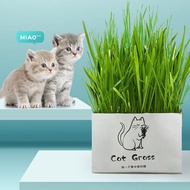 DIY Natural Soil-less Cat Grass Planting Kit for Hairball Control I Ryegrass, Wheat, Barley