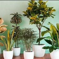 jual dan sewa tanaman hias tanaman indoor all ruangan + perawatan
