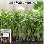 เมล็ดพันธุ์ ทานตะวันต้นอ่อน 10 กรัม [10 แถม 1 คละได้ ]