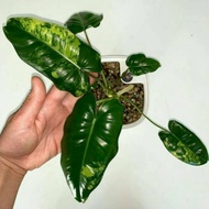 philodendron burle marx variegata / burle mark variegata