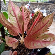 aglonema red sumatra mutasi bibit