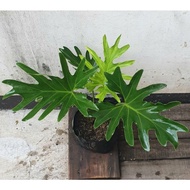 ♞,♘Philodendron Hope Selloum Plants