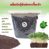1 KG Microgreen Baby Kale