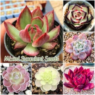 Rare Succulent Seeds for Sale (70pcs Seeds) Mixed Succulent Plant Seeds Flower Seeds for Garden Bonsai Flowering Plants