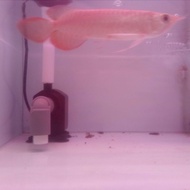 ikan arwana super red ukuran 15-20 cm