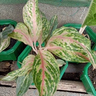 aglaonema plants rooted different varieties